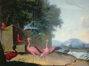 An Assembly of Exotic Birds, Including Flamingoes, Parrots and a Lady Amherst Pheasant